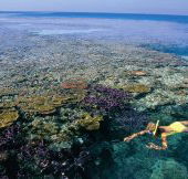 Split Bommie Dive Site - Great Ocean Road Tourism