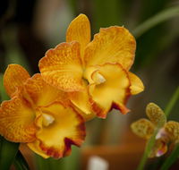 Queens Park - Orchid House - Great Ocean Road Tourism