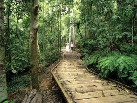Lake Barrine Circuit Track, Crater Lakes National Park - Great Ocean Road Tourism 0