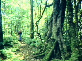 Mt Superbus - Great Ocean Road Tourism 0