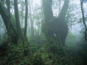 West Canungra Creek Circuit - Great Ocean Road Tourism 0