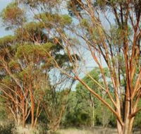Myall Park Botanic Garden - Great Ocean Road Tourism