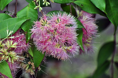 Tondoon Botanic Gardens - Great Ocean Road Tourism 5
