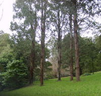 Mount Dandenong Arboretum - Great Ocean Road Tourism