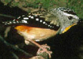 Benalla VIC Great Ocean Road Tourism