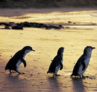 Phillip Island Nature Park - Great Ocean Road Tourism