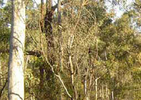 Warby-Ovens National Park - Great Ocean Road Tourism 0
