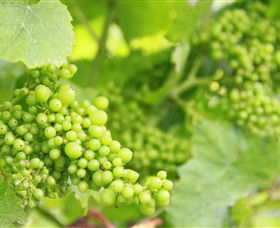 Waratah Hills Vineyard - Great Ocean Road Tourism 0