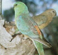 Lake Albacutya Regional Park - Great Ocean Road Tourism