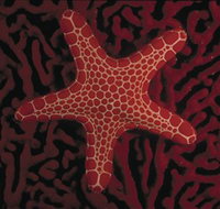 Port Phillip Heads Marine National Park - Great Ocean Road Tourism