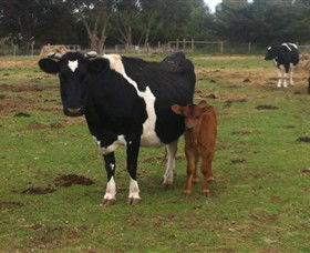 Animal Land Children's Farm - Great Ocean Road Tourism 0