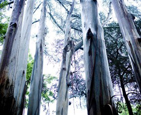 Dandenong Ranges National Park - Great Ocean Road Tourism 0