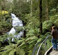 Great Otway National Park - Great Ocean Road Tourism
