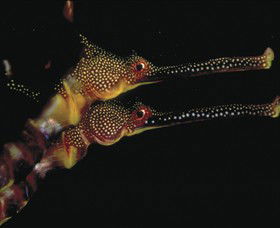 Eagle Rock Marine Sanctuary - Great Ocean Road Tourism 0
