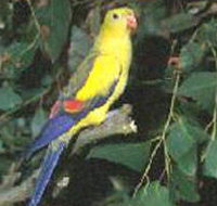 Lake Hindmarsh Reserve - Great Ocean Road Tourism