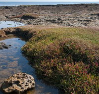 Ricketts Point Marine Sanctuary - Great Ocean Road Tourism