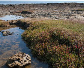 Ricketts Point Marine Sanctuary - Great Ocean Road Tourism 0