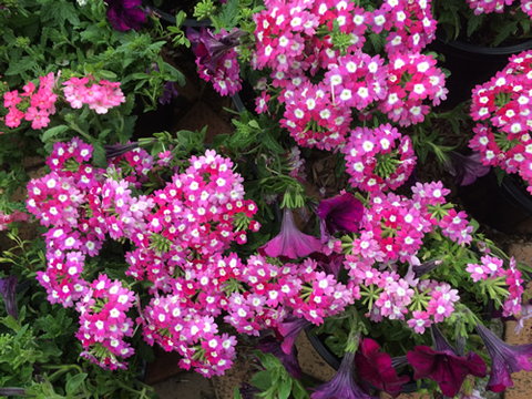 Main Street Market Mornington - Great Ocean Road Tourism 4