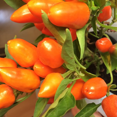 Main Street Market Mornington - Great Ocean Road Tourism 6