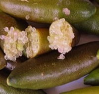 Sandy Creek Olives and Finger Limes - Great Ocean Road Tourism