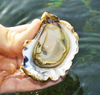 The Oyster Pot - Great Ocean Road Tourism