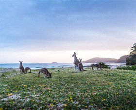 Pebbly Beach NSW Great Ocean Road Tourism