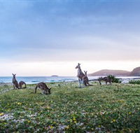 Pebbly Beach - Great Ocean Road Tourism
