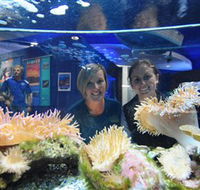 Solitary Islands Aquarium - Great Ocean Road Tourism