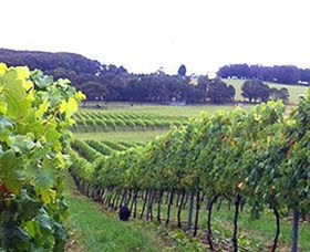 Banjo's Run Winery And Vineyard - Great Ocean Road Tourism 0