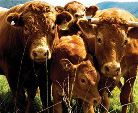 Krinklewood Vineyard - Great Ocean Road Tourism 4