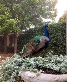 Krinklewood Vineyard - Great Ocean Road Tourism 2