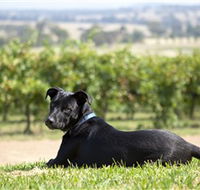 Moothi Estate Vineyard and Cellar Door - Great Ocean Road Tourism