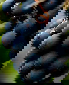 Canowindra NSW Great Ocean Road Tourism