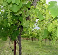 Holland Wines - Great Ocean Road Tourism