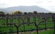 Remarkable View Wines - thumb 1