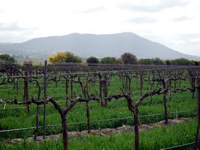 Remarkable View Wines - Great Ocean Road Tourism 1