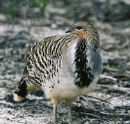 Yongergnow Australian Malleefowl Centre - Great Ocean Road Tourism