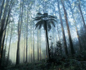 Yarra Ranges National Park - Great Ocean Road Tourism 0
