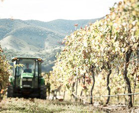 Logan Wines - Great Ocean Road Tourism 5