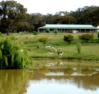Clearview Alpacas - Great Ocean Road Tourism