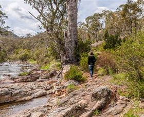 Old Mountain Road Walking Track - Great Ocean Road Tourism 2