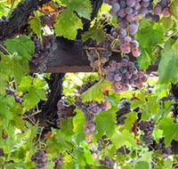  Murrumbateman Winery Company Pty Ltd  - Great Ocean Road Tourism