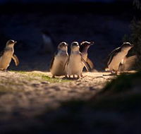 Phillip Island Nature Parks - Great Ocean Road Tourism