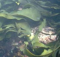 Churchill Island Marine National Park - Great Ocean Road Tourism