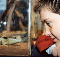 Canberra Reptile Zoo - Great Ocean Road Tourism