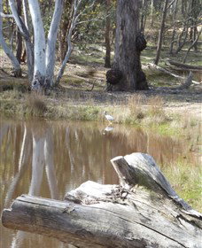 Mulligans Flat - Great Ocean Road Tourism 0