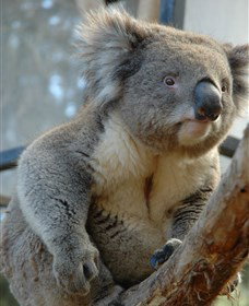 National Zoo & Aquarium - Great Ocean Road Tourism 5