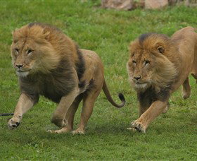 National Zoo & Aquarium - Great Ocean Road Tourism 4