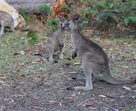 East Coast Adventure Bus - Great Ocean Road Tourism 4