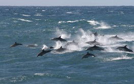  Great Ocean Road Tourism